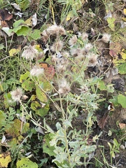Cirsium arvense