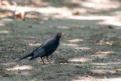 Turdus mandarinus