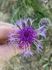Centaurea scabiosa