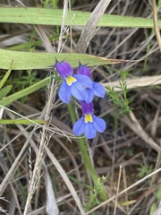 Monopsis decipiens