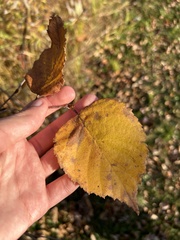 Betula cordifolia