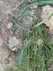 Centaurea scabiosa