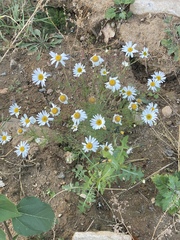 Tripleurospermum inodorum