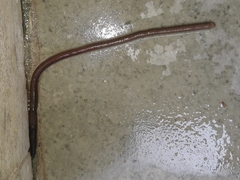 Oligochaeta