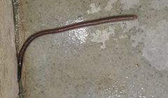 Oligochaeta