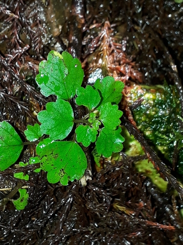 Shade nettle (Australina pusilla)