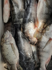 Oreochromis karongae