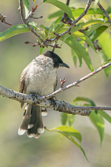 Pycnonotus aurigaster