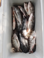 Oreochromis karongae