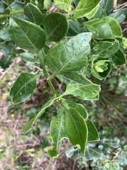 Solanum africanum