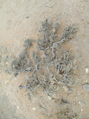 Caroxylon tuberculatum