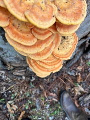 Laetiporus gilbertsonii