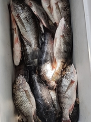 Oreochromis karongae