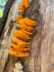 Laetiporus gilbertsonii