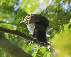 Saltator striatipectus