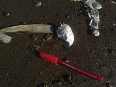 Crassostrea virginica