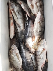 Oreochromis karongae