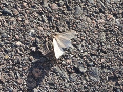 Operophtera bruceata