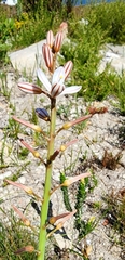Asphodelus fistulosus