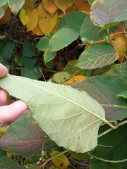 Reynoutria × bohemica