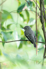 Muscicapa dauurica