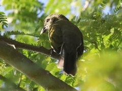 Saltator striatipectus