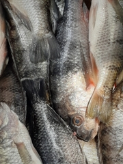 Oreochromis karongae