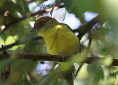 Cyclarhis gujanensis