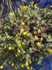 Heterotheca mucronata