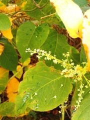 Reynoutria × bohemica