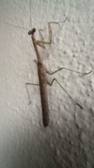 Stagmomantis resacae