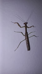 Stagmomantis resacae