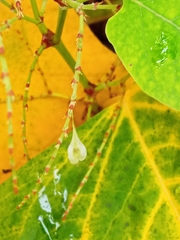 Reynoutria × bohemica