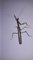Stagmomantis resacae