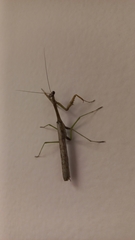 Stagmomantis resacae