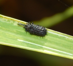 Dorcathispa bellicosa