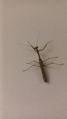 Stagmomantis resacae