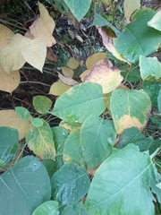 Reynoutria × bohemica