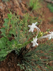 Chascanum hederaceum