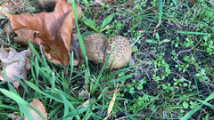 Scleroderma citrinum