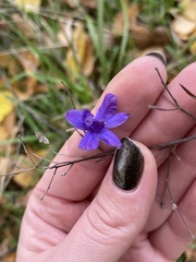 Delphinium consolida paniculatum