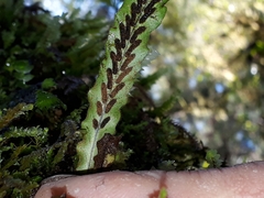 Notogrammitis pseudociliata
