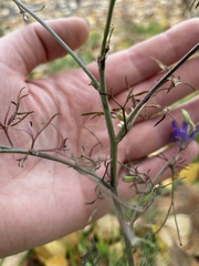 Delphinium consolida paniculatum