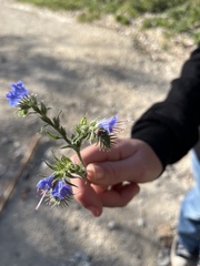 Echium
