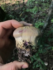 Cortinarius atkinsonianus