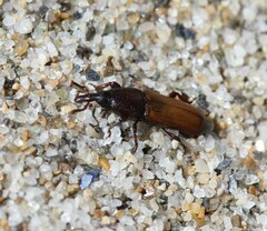 Mesites pallidipennis