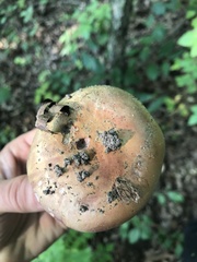 Cortinarius atkinsonianus