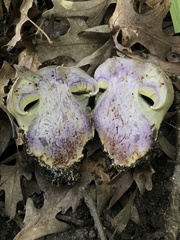Cortinarius atkinsonianus