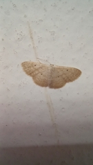 Scopula benitaria