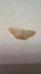 Scopula benitaria